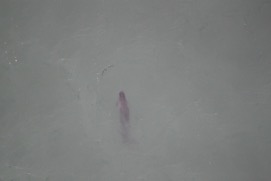 Missing Picture